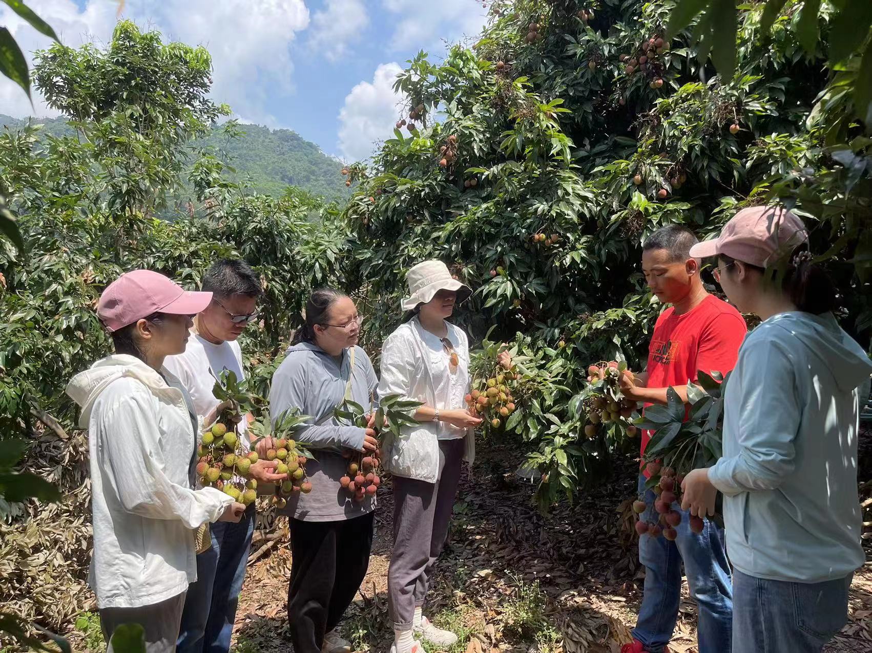 创业沙龙活动上，学员们认真听取种植户现场讲解关于荔枝在采摘、果品判断、市场行情等环节的注意事项。.jpg